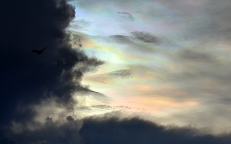 Bird in Cloudy Sky — Gray