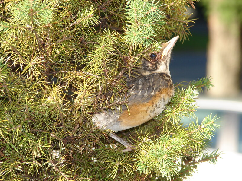 bird in evergreen tree