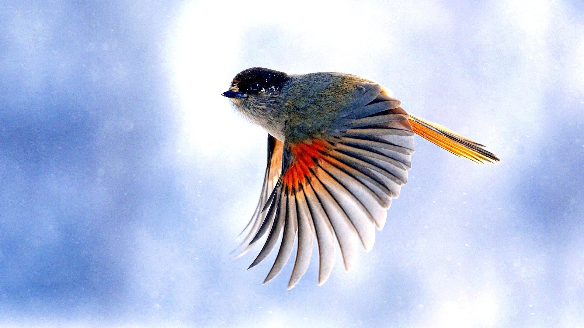 bird in flight against blue sky