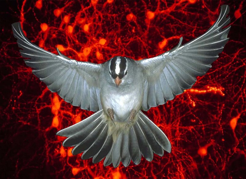 Bird in flight against red network
