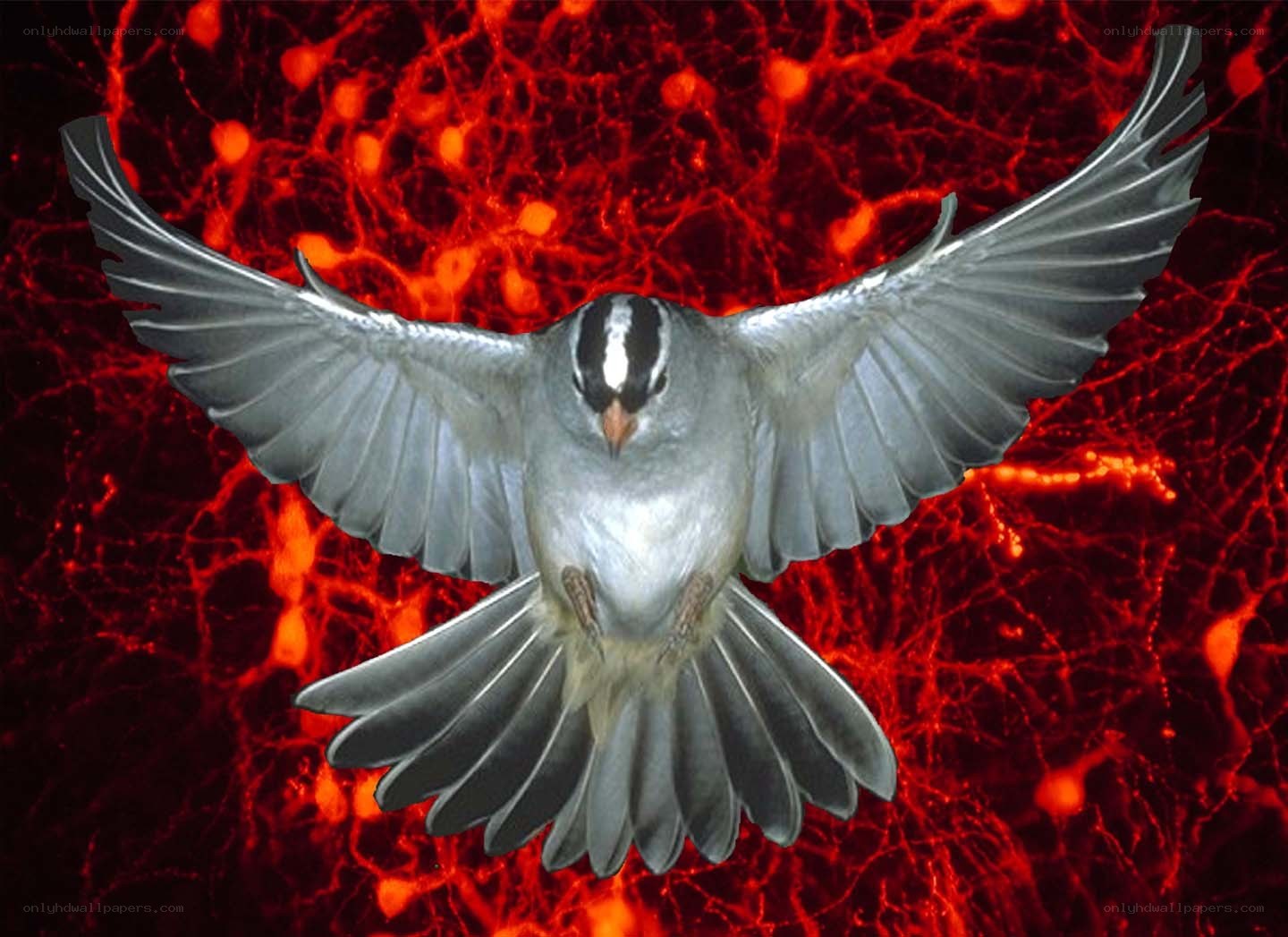 Bird in flight against red network