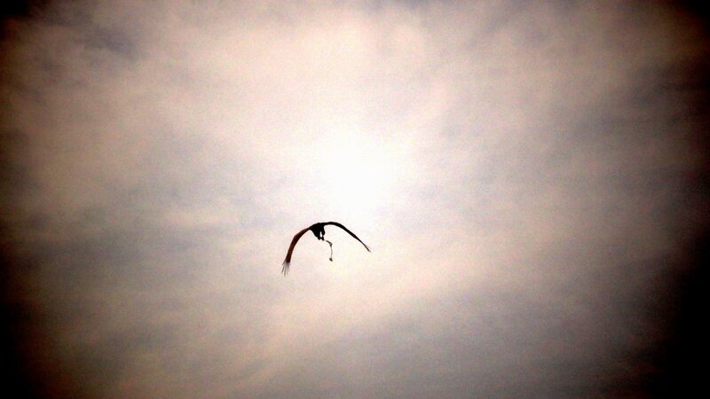 Bird in flight against the sun