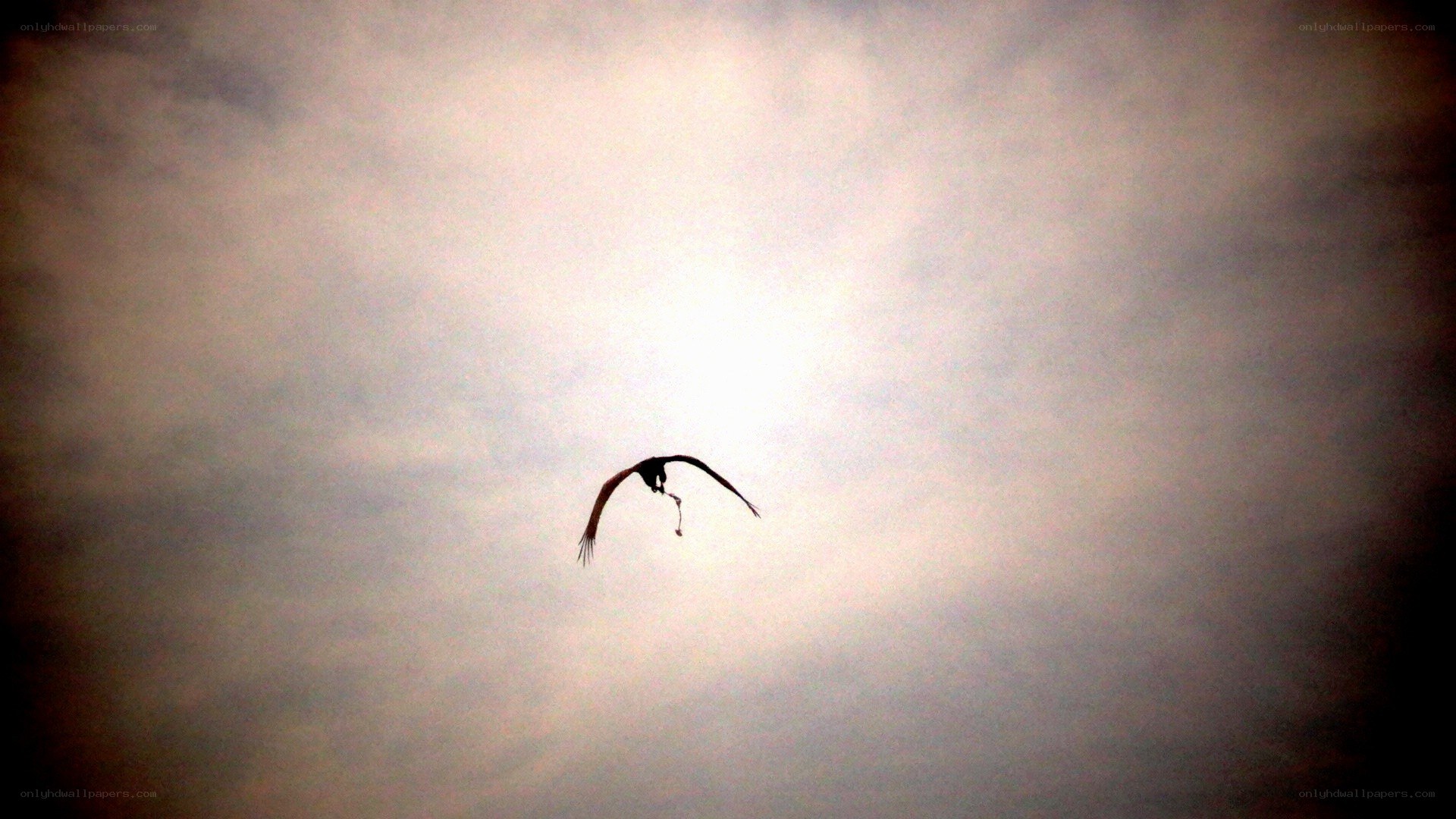 Bird in flight against the sun