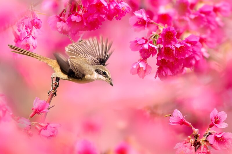 Bird in Flight Among Flowers — Pink
