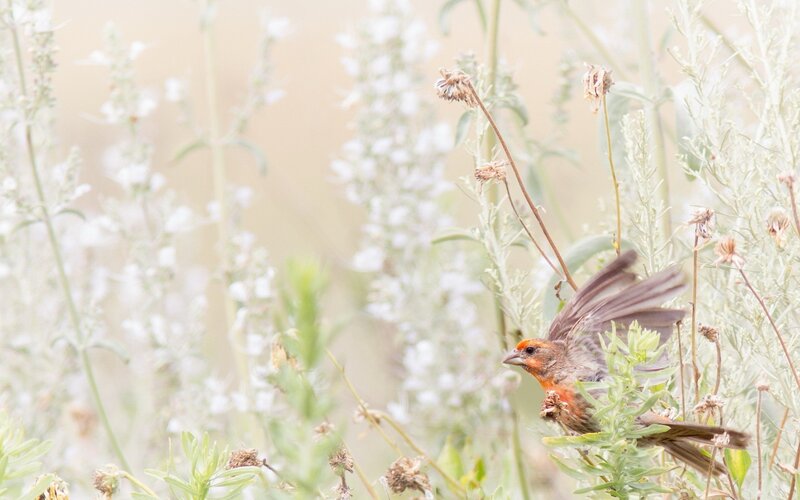 bird in flight among flowers