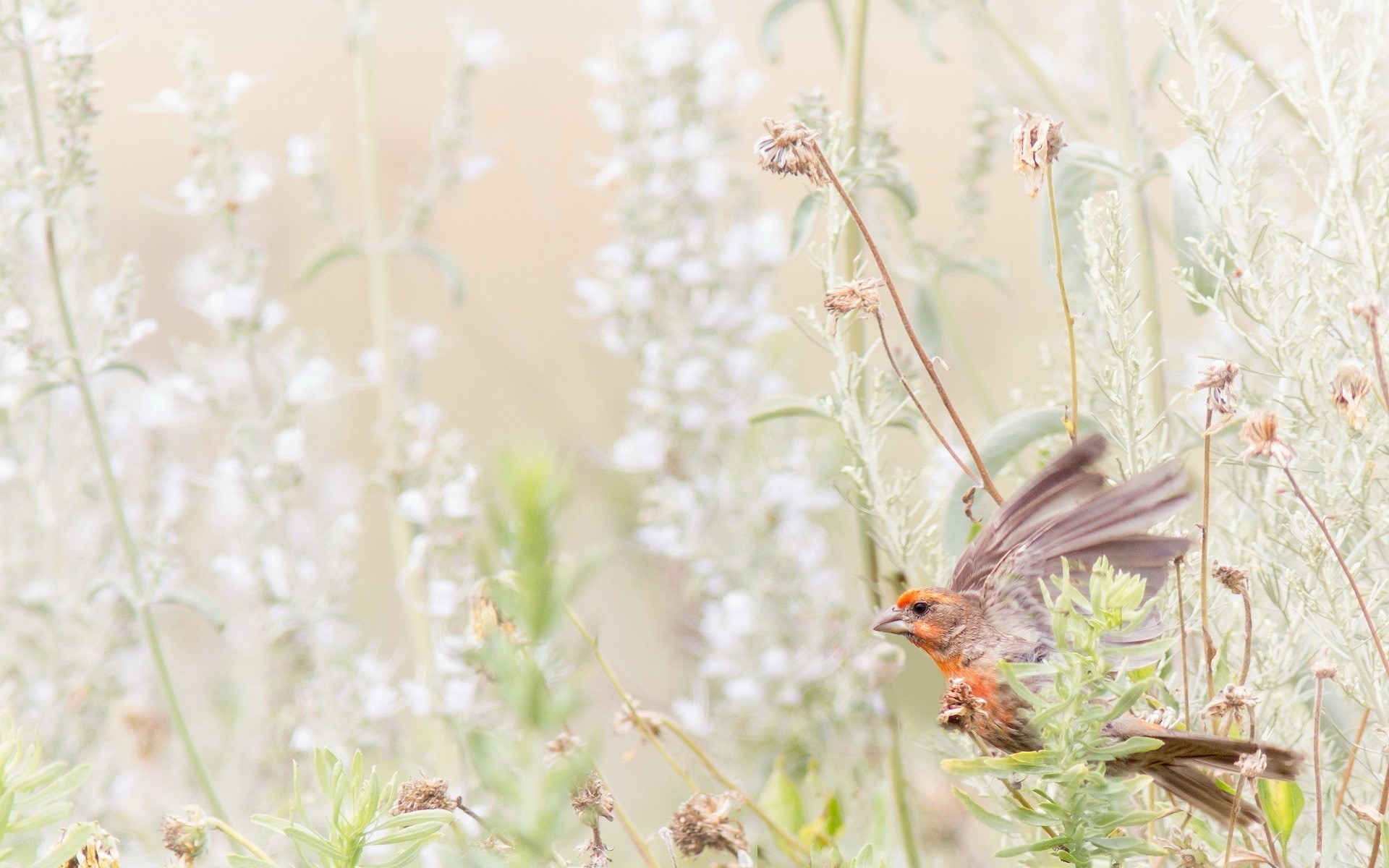 bird in flight among flowers