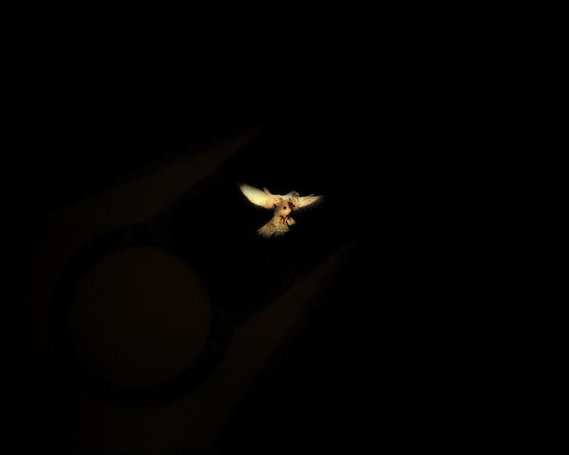 bird in flight at night