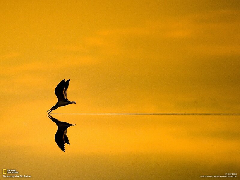 Bird in flight at sunset