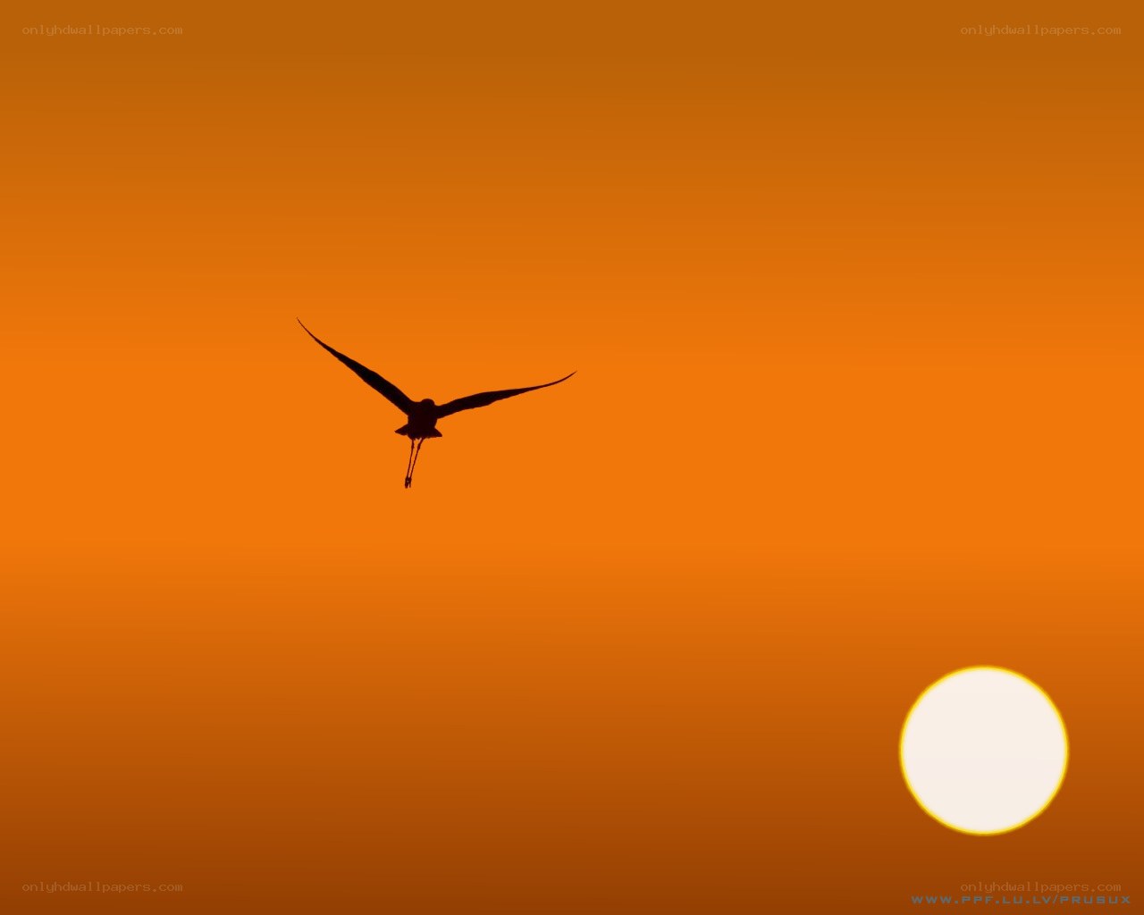 bird in flight at sunset