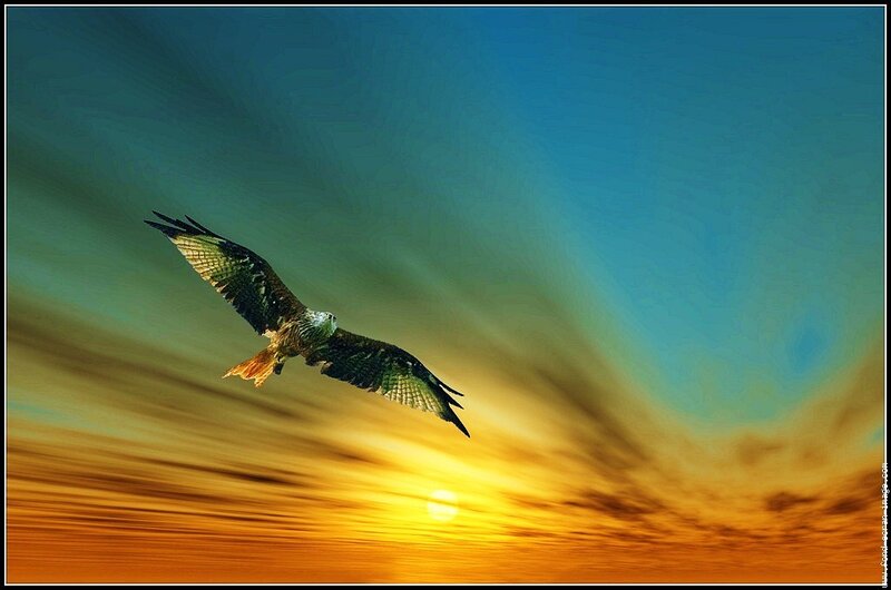 Bird in flight at sunset
