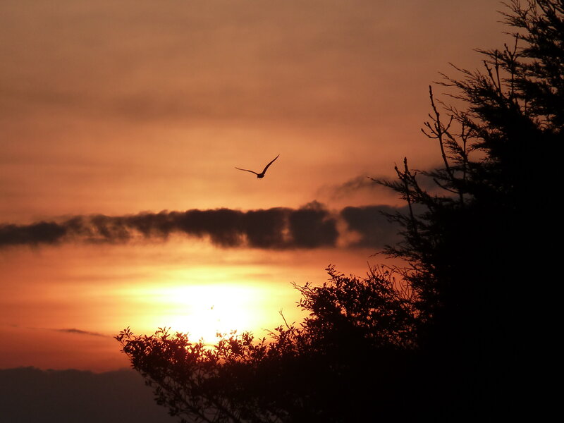 Bird in Flight at Sunset — Orange