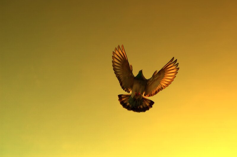bird in flight at sunset
