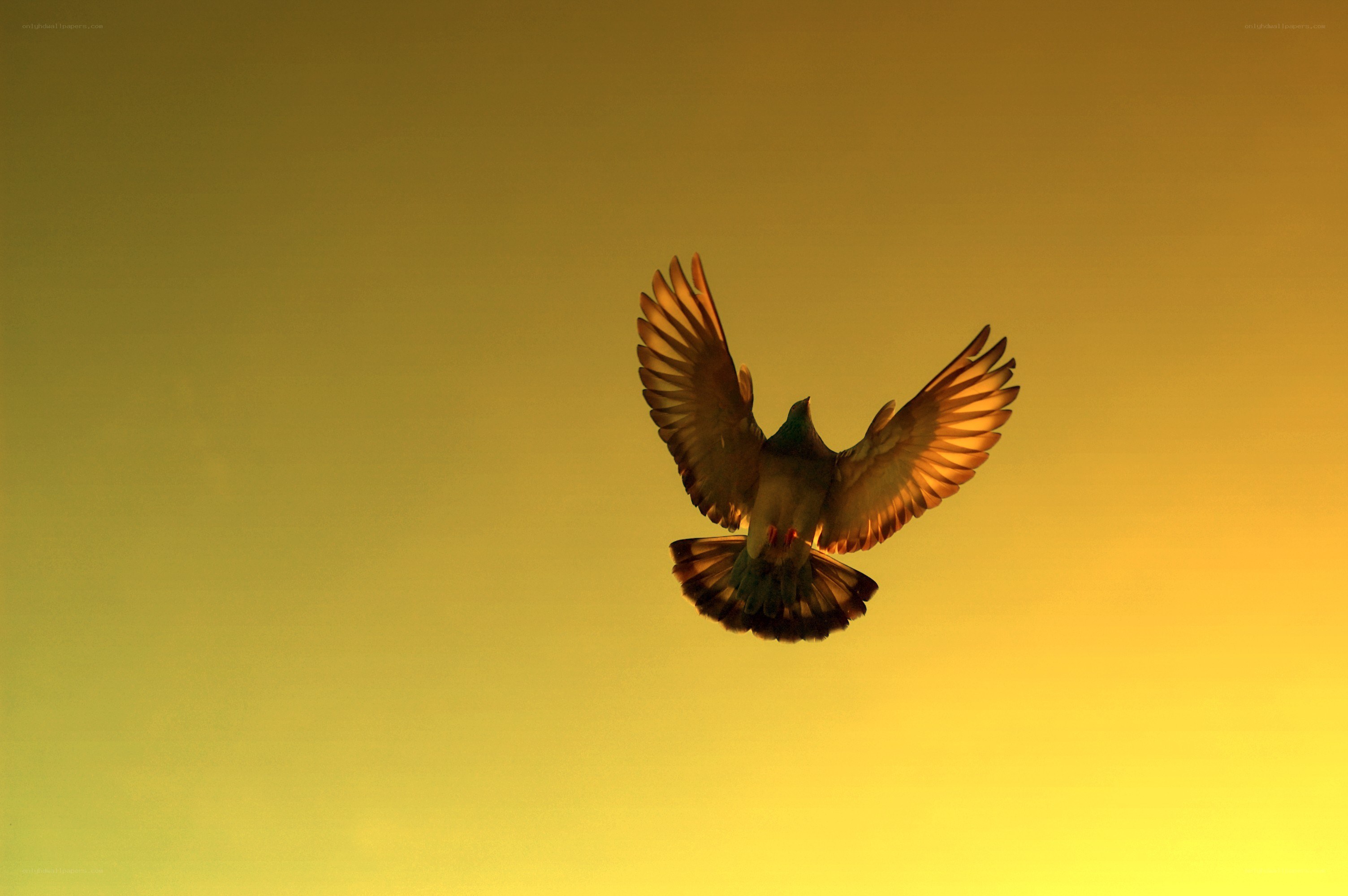 bird in flight at sunset