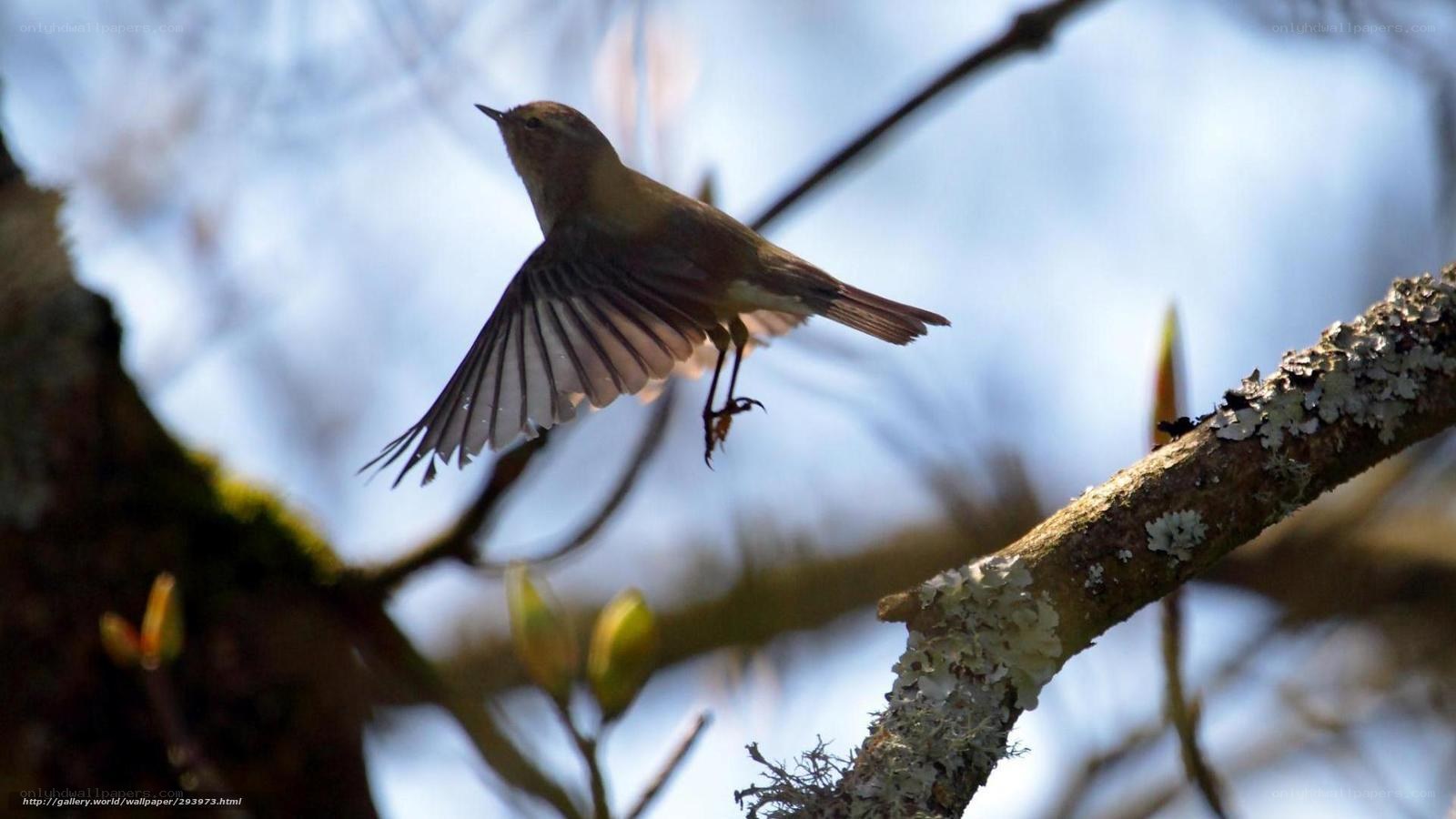Bird in flight between branches