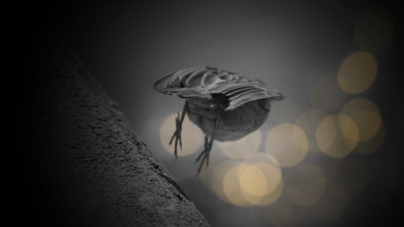 Bird in Flight — Black, Dramatic, Night