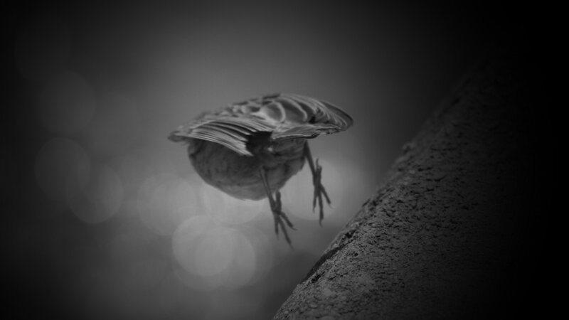 Bird in Flight — Black, Dramatic