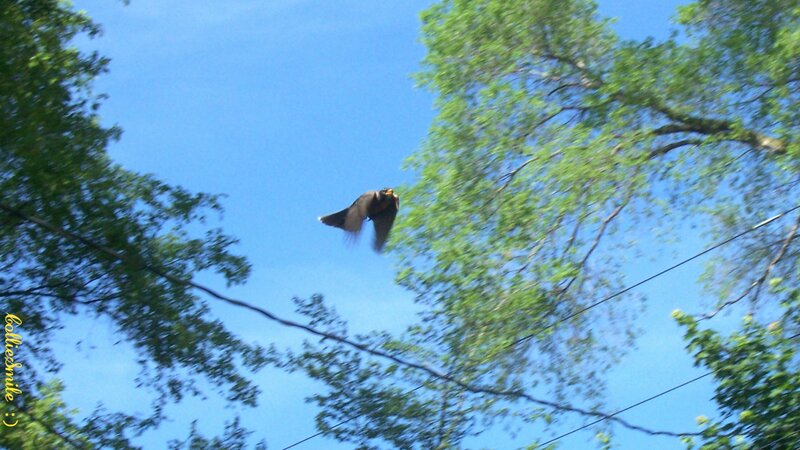 Bird in Flight — Blue, Calm, Afternoon