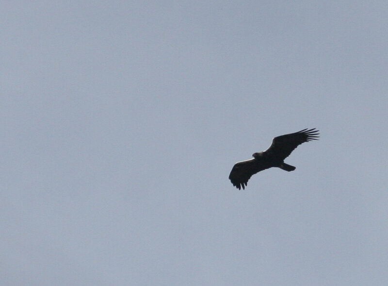 Bird in Flight — Blue, Calm