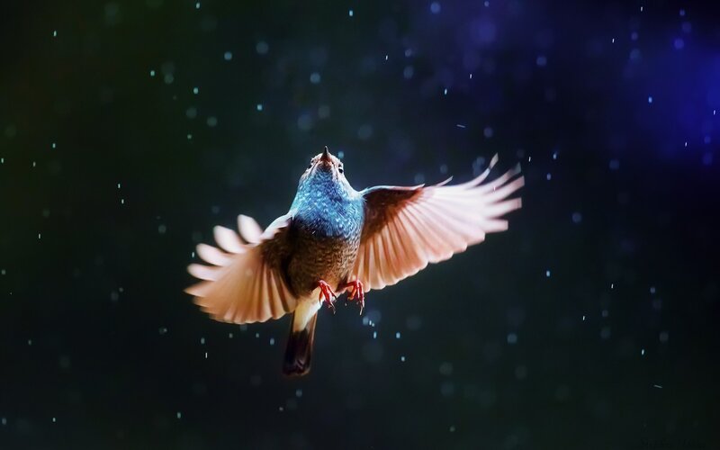Bird in Flight — Blue, Dramatic, Night