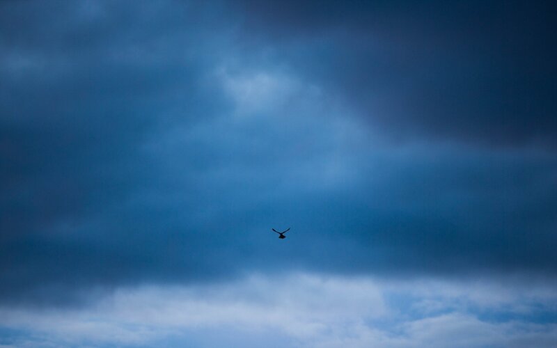 Bird in Flight — Blue, Dramatic, Photograph, Sky