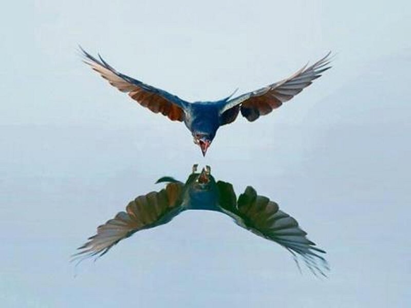 Bird in Flight — Blue, Dramatic, Photograph