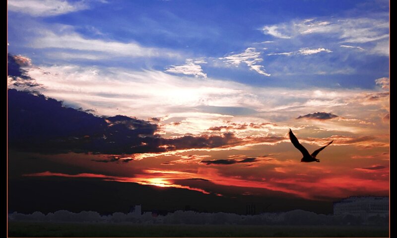 Bird in Flight — Blue, Dramatic