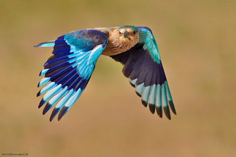 Bird in Flight — Blue, Dynamic, Photograph
