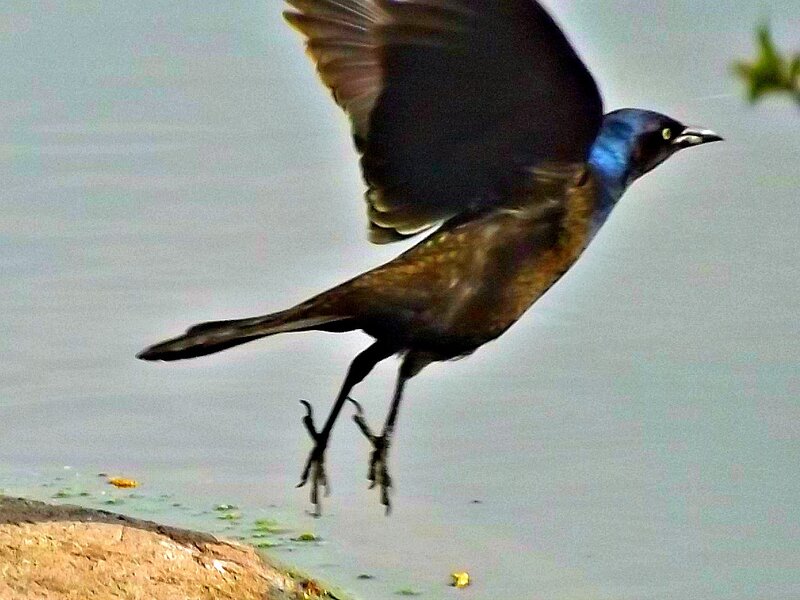 Bird in Flight — Blue, Dynamic, Photograph, Wings