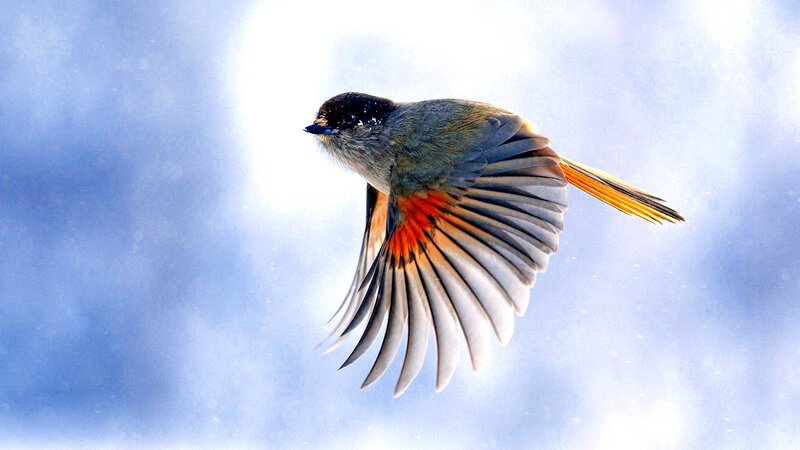 Bird in Flight — Blue, Dynamic
