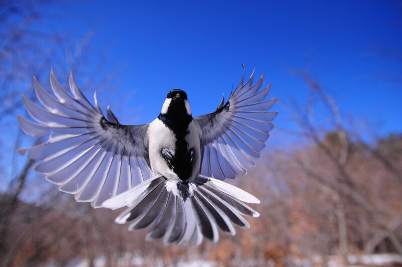 Bird in Flight — Blue, Dynamic, Winter