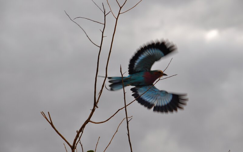 Bird in Flight — Blue