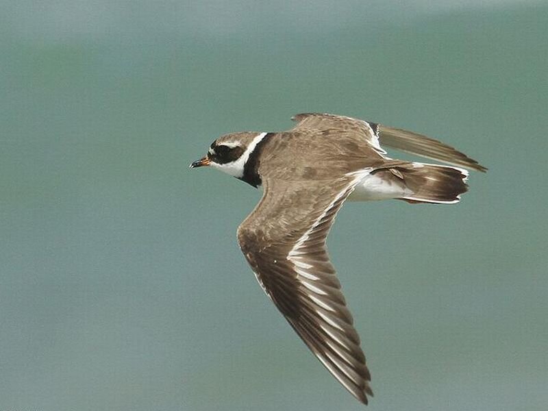 Bird in Flight — Brown, Calm