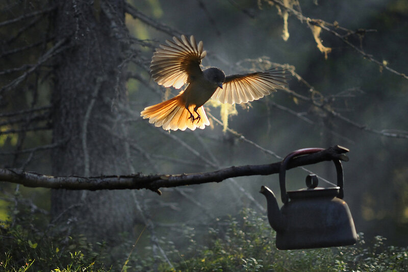 Bird in Flight — Brown, Dramatic