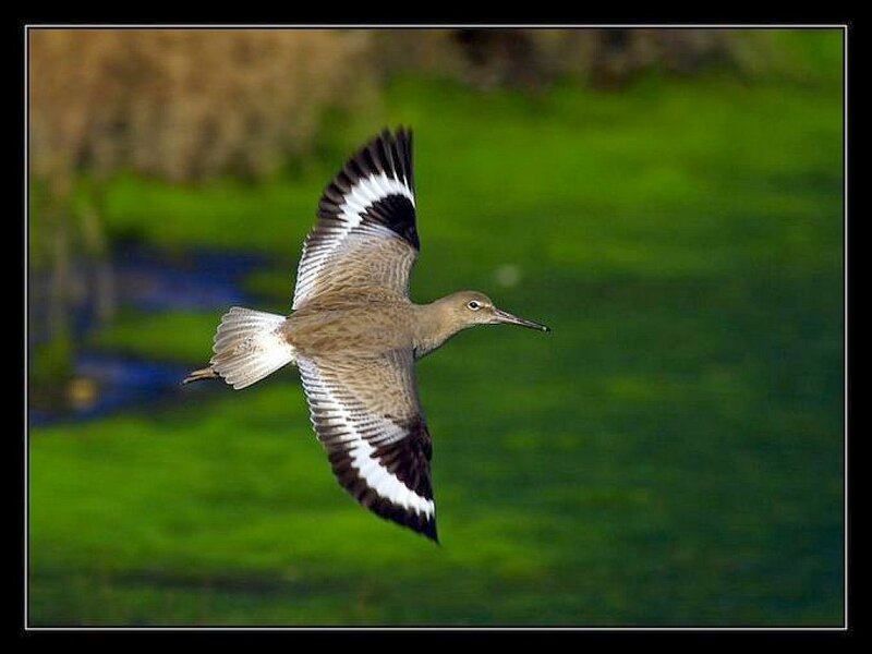 Bird in Flight — Brown, Natural