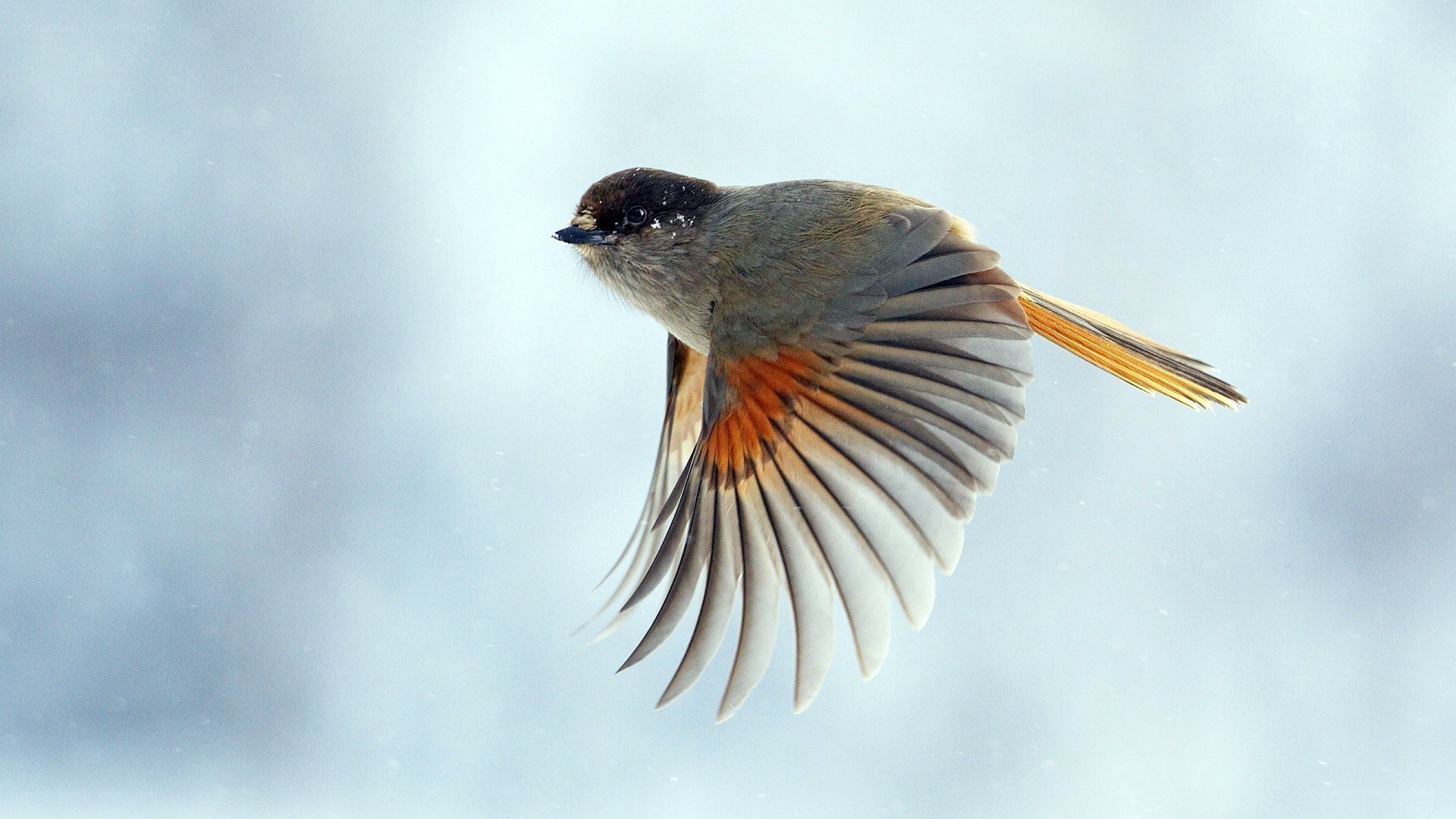 bird in flight during snow