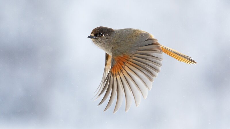 bird in flight during snowfall