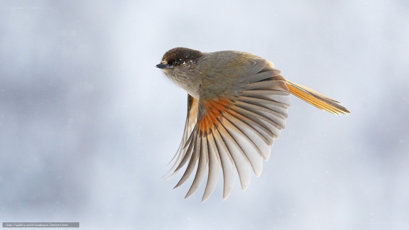 bird in flight during snowfall