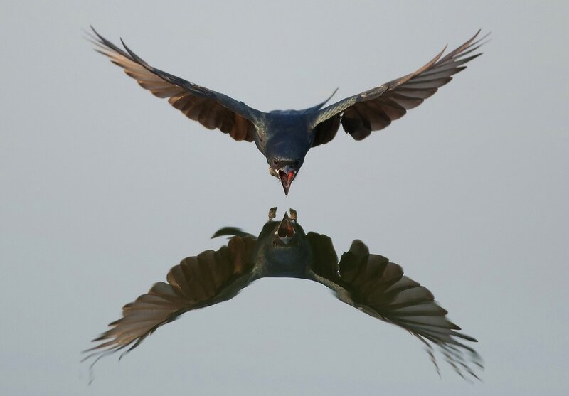 Bird in Flight — Gray, Dramatic