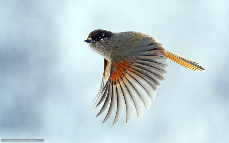 Bird in Flight — Gray, Dynamic, Winter, Photograph