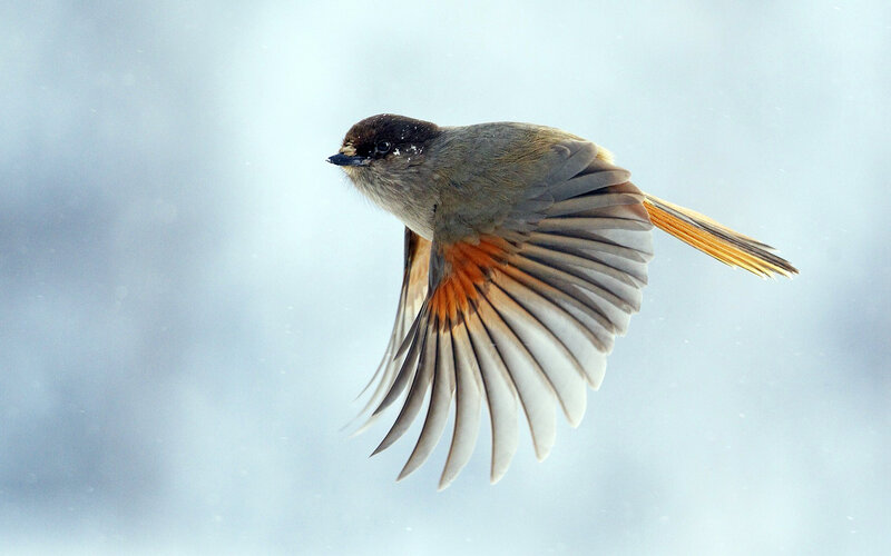 Bird in Flight — Gray, Dynamic, Winter