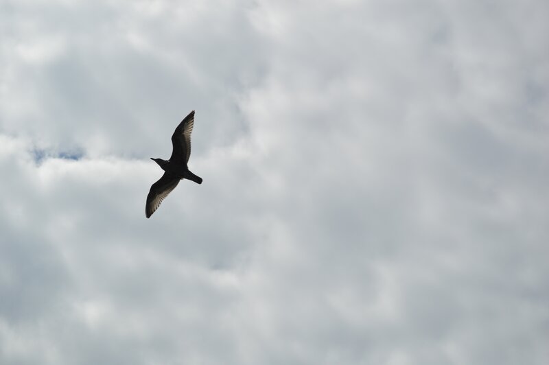 Bird in Flight — Gray, Overcast