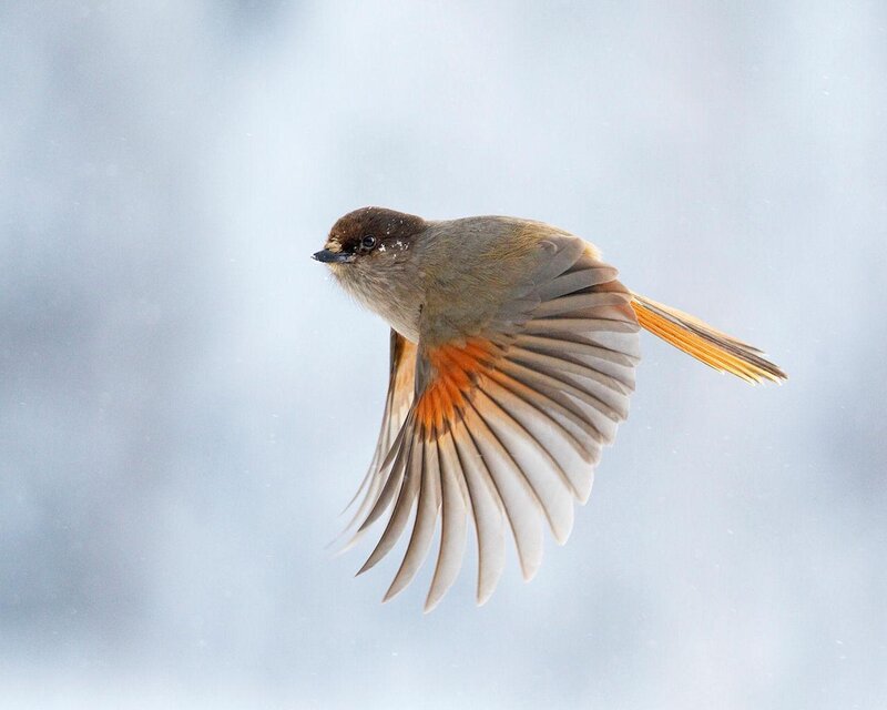 Bird in Flight — Gray