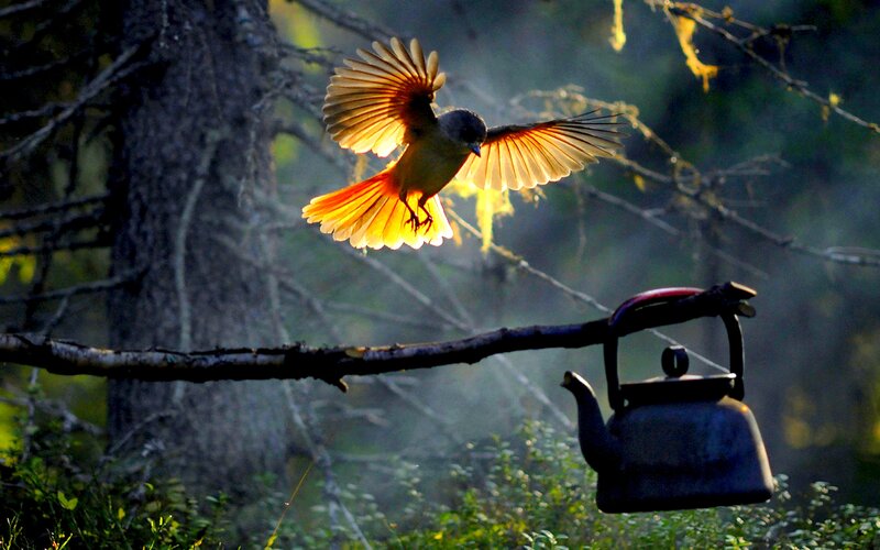 Bird in Flight — Green, Dramatic