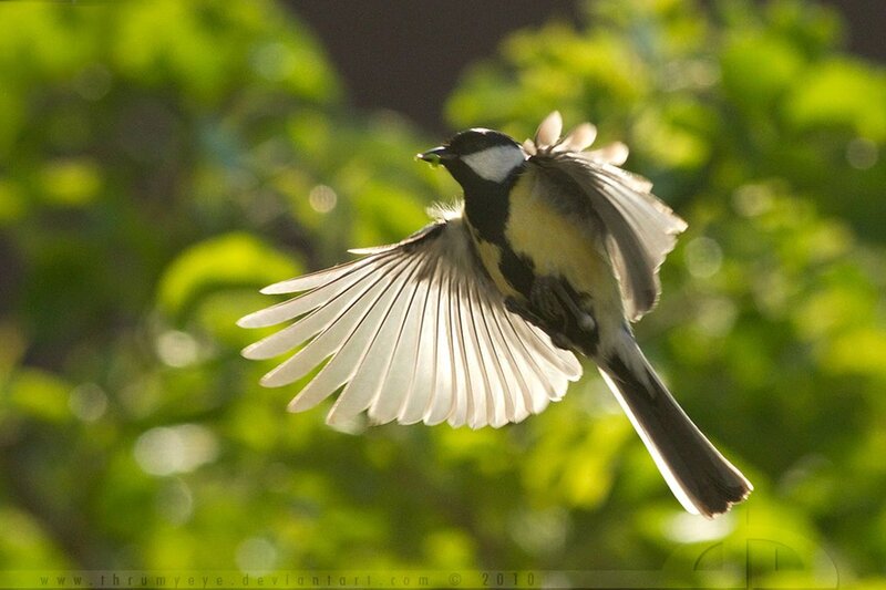 Bird in Flight — Green, Dynamic