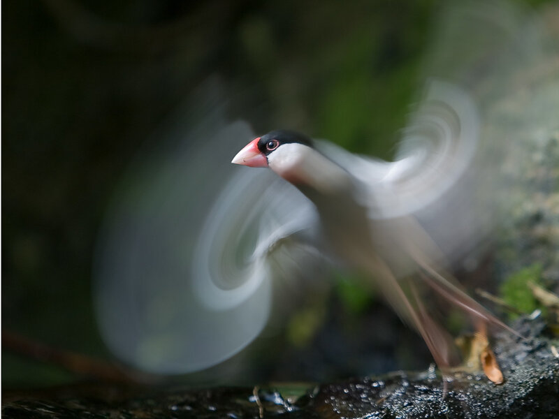 Bird in Flight — Green
