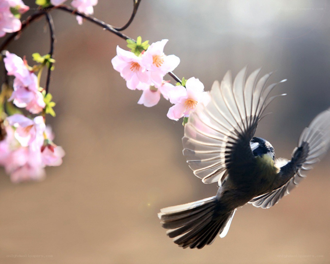 Bird in flight near cherry blossoms