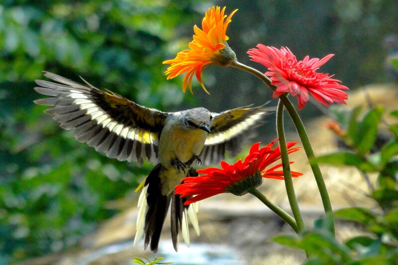 Bird in Flight Near Flowers