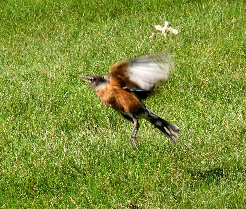 Bird in Flight on Grass