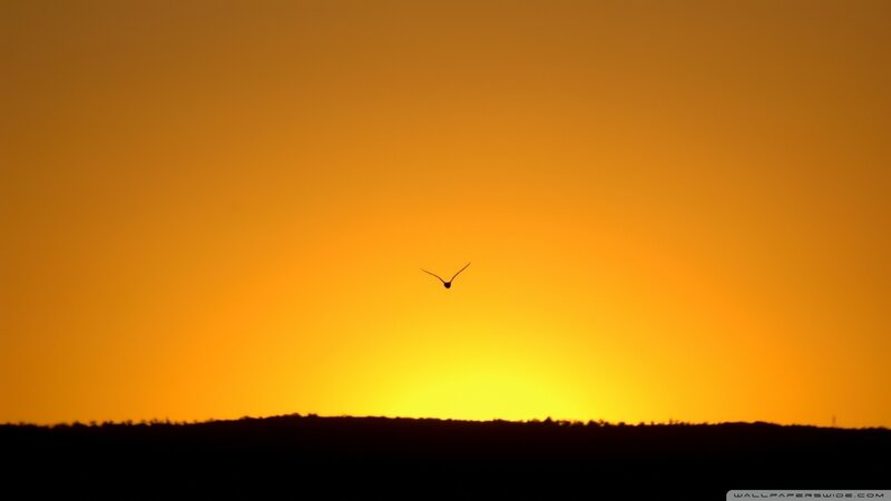 Bird in Flight — Orange, Serene