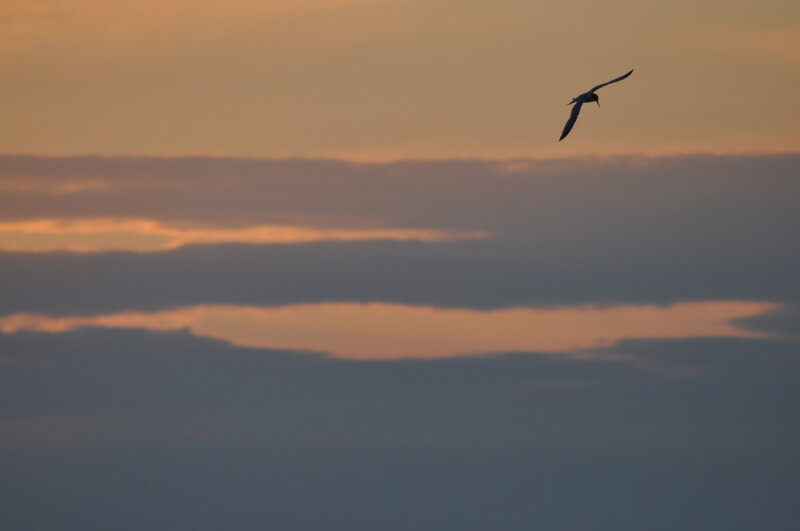 Bird in Flight — Orange